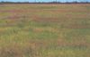 1 FM 2475 photo